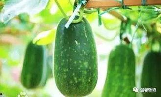 秋后吃瓜在线阅读,一场别开生面的网络阅读盛宴